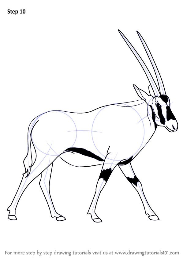 How to draw a beisa oryx wild animals step by step