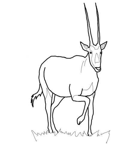 Oryx gemsbok coloring page free printable coloring pages coloring pages mammals free printable coloring pages