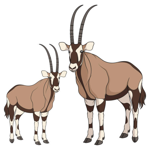 Set of color illustrations with oryx antelope isolated vector objects on white stock illustration