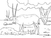 Oryx coloring pages free coloring pages