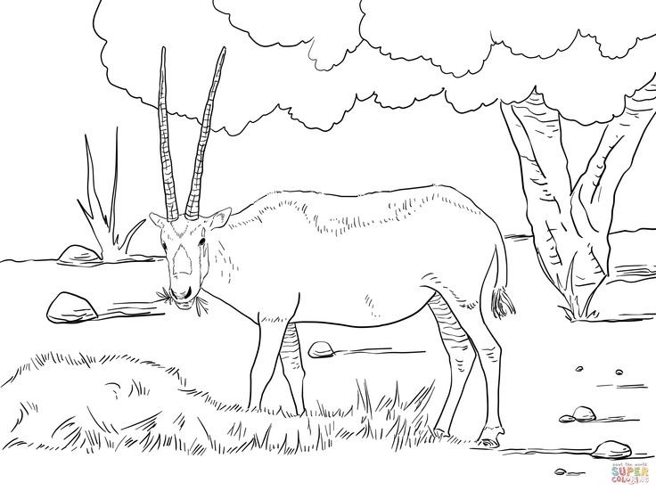 Realistic arabian oryx arabian oryx horse coloring pages coloring pages