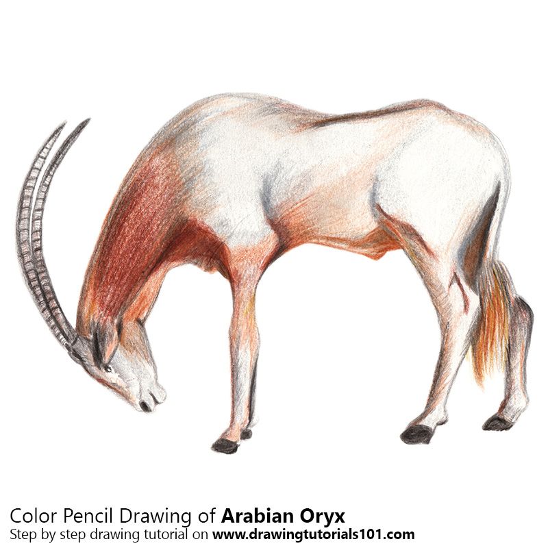 Drawingtutorials horse coloring pages horse coloring arabian oryx