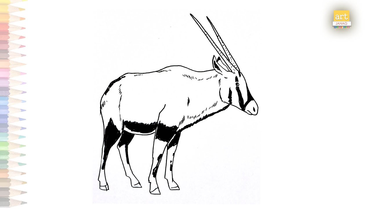 Oryx biesa wild animal drawing easy how to draw east african oryx step by step easy drawings