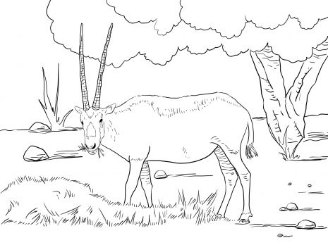 Realistic arabian oryx coloring page super coloring arabian oryx horse coloring pages coloring pages