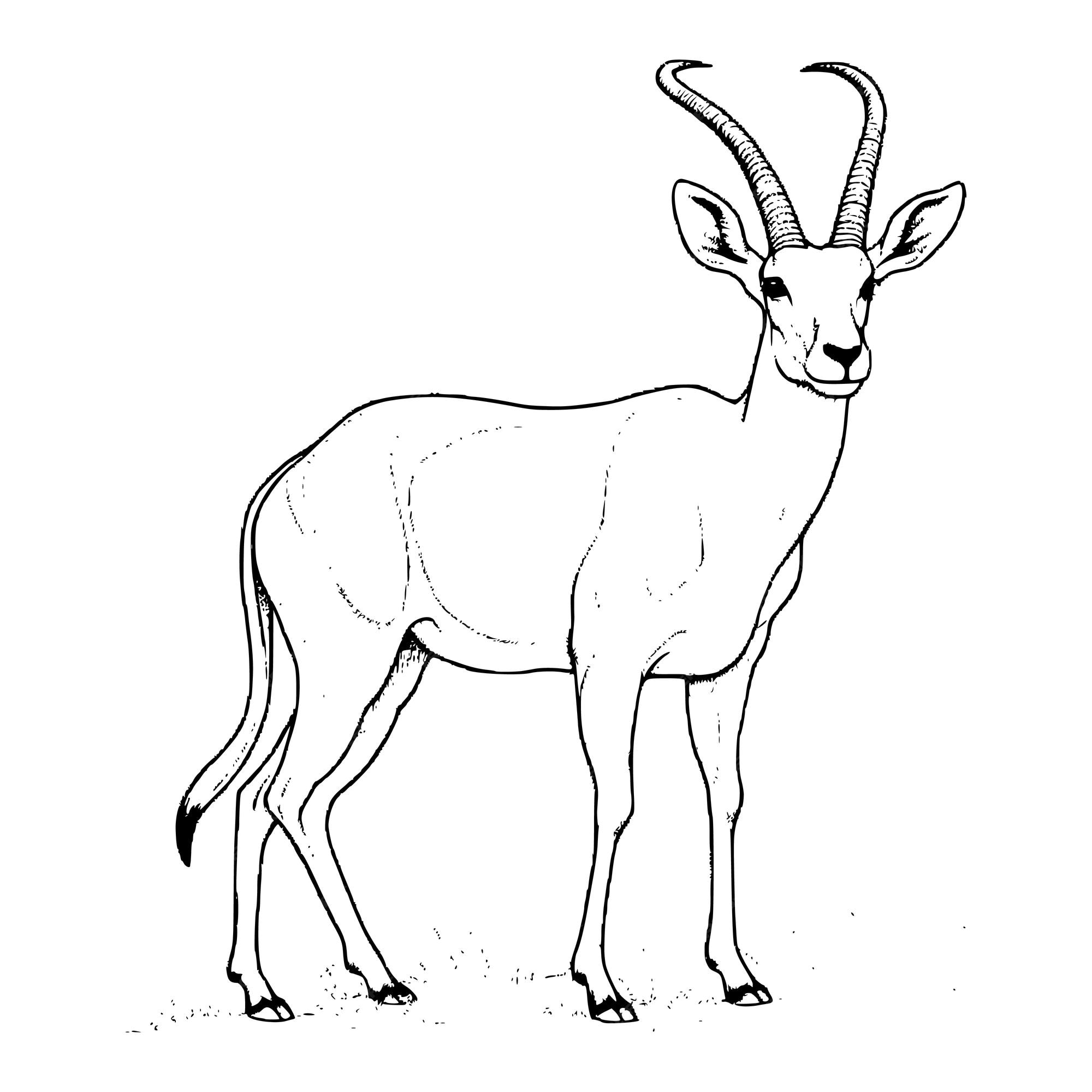 Premium vector antelope coloring pages for kids