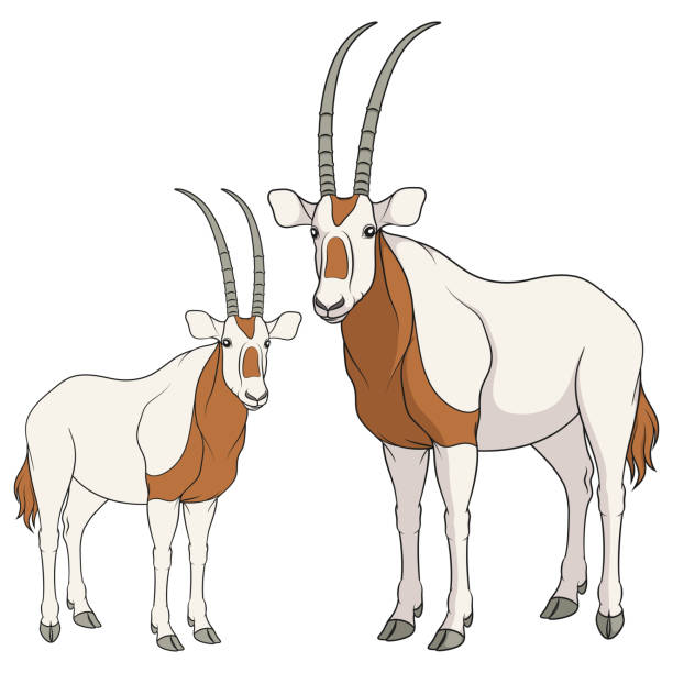 Oryx drawing stock illustrations royalty