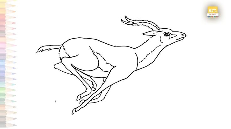 Oryx running drawing video antelope easy drawings how to draw oryx step by step animal drawing animal drawings easy drawings running drawing