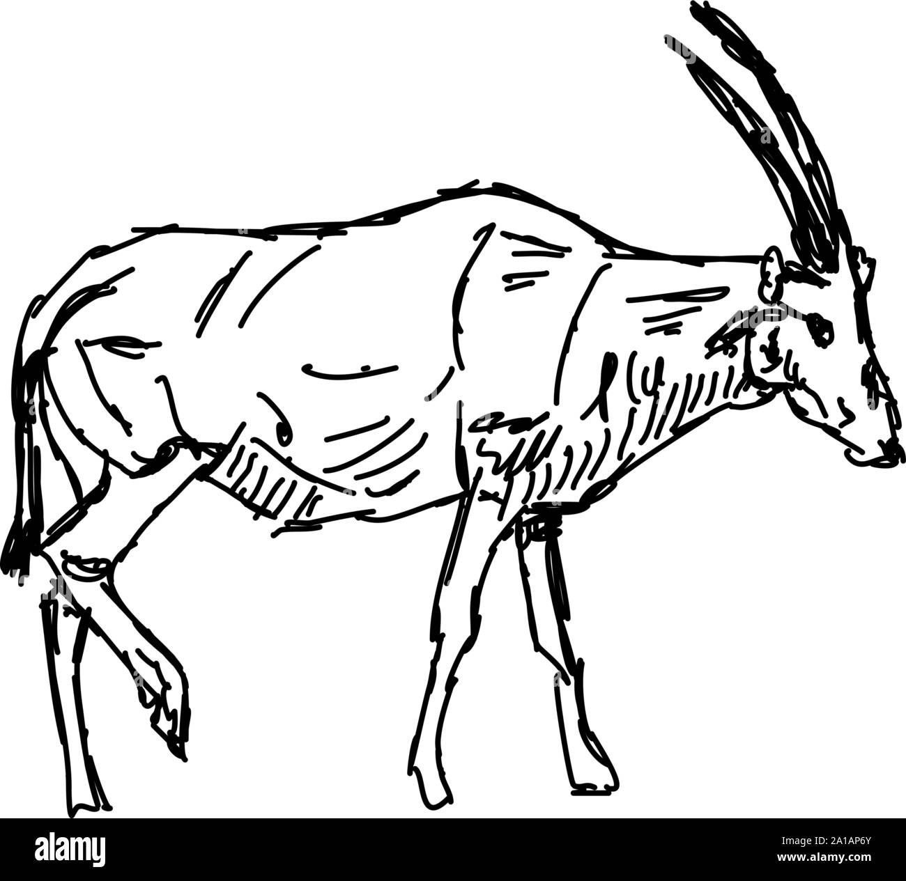 Oryx drawing illustration vector on white background stock vector image art