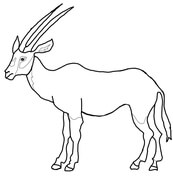 Oryx coloring pages free coloring pages