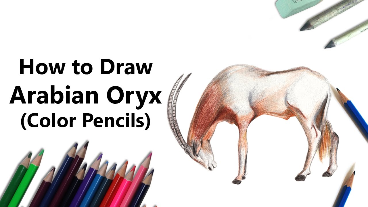 How to draw a arabian oryx with color pencils tie lapse