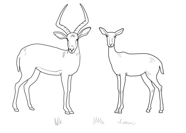 Antelope male with horns and female mammals of central africa coloring pages isolated over white background stock illustration