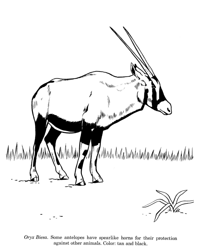 Animal drawings coloring pages oryx biesa animal identification drawing and coloring pages honkingdonkey animal drawings drawings animal coloring pages