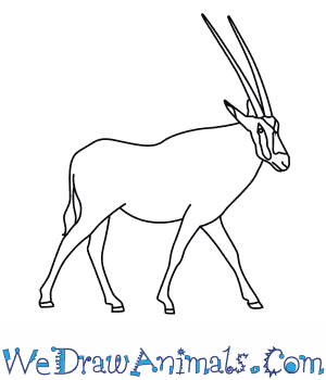 How to draw a beisa oryx