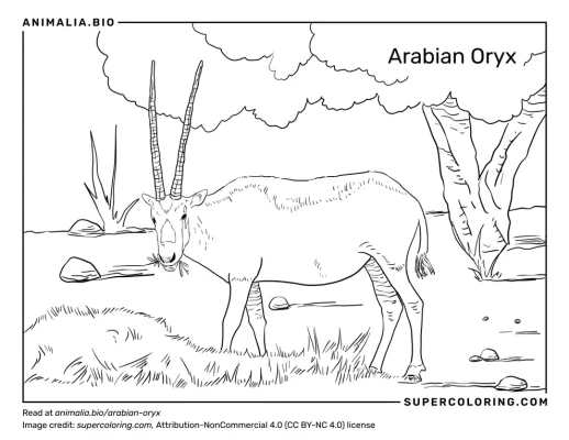 Arabian oryx