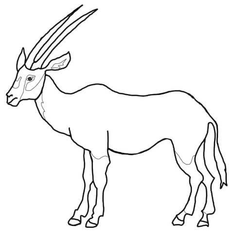 Arabian oryx coloring page free printable coloring pages