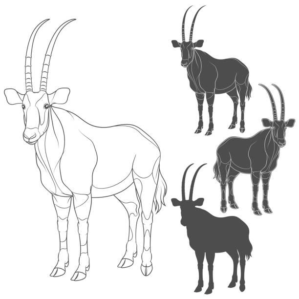 Set of black and white illustrations with oryx antelope isolated vector objects on white stock illustration