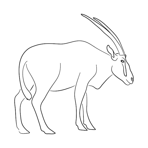 Premium vector handdrawn oryx sketch vector illustration