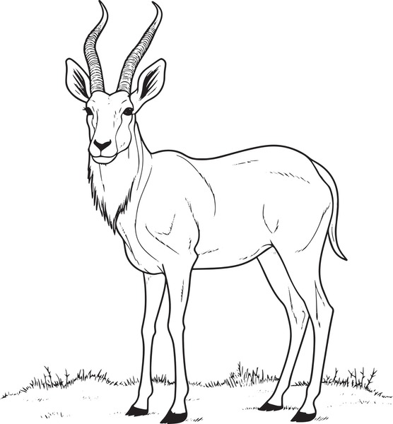 Antelope coloring book images stock photos d objects vectors