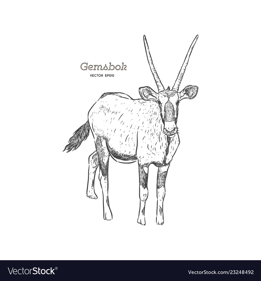 Oryx gazella or gemsbok hand draw sketch vector image