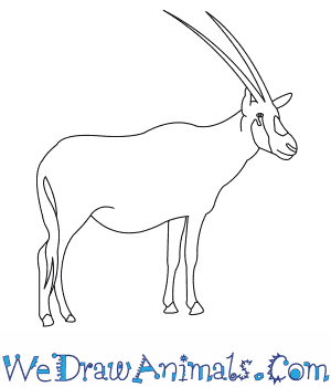 How to draw an arabian oryx