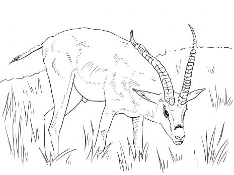 Grants gazelle coloring page super coloring zoo animal coloring pages animal coloring books animal coloring pages