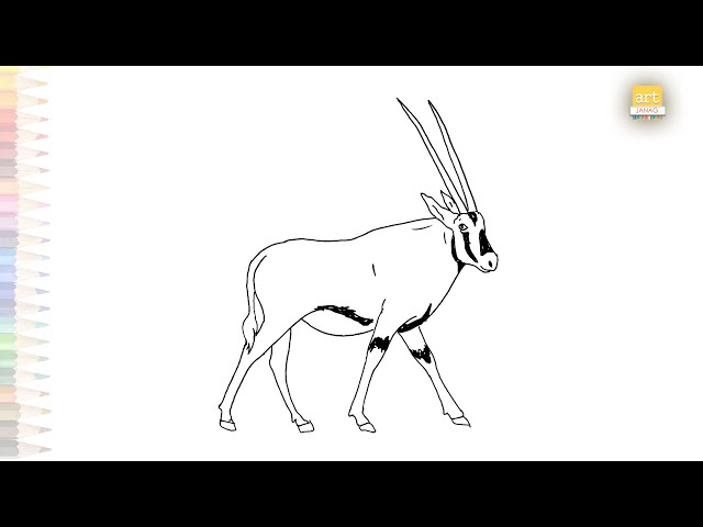 Beisa oryx easy drawing east african oryx drawing how to draw oryx beisa step by step