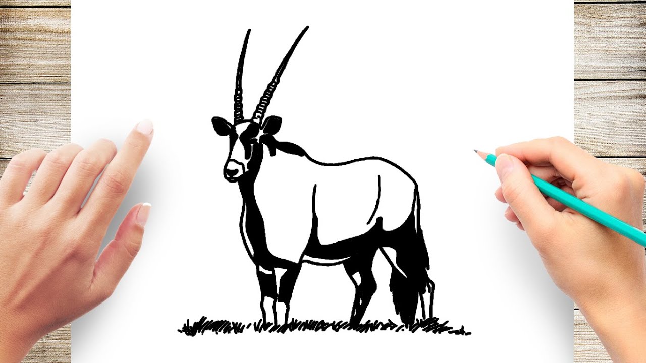 How to draw gemsbok step by step