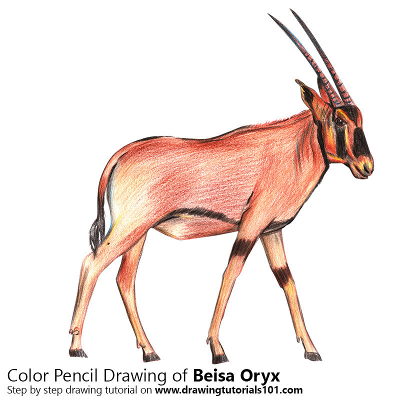 A beisa oryx with color pencils time lapse step by step â