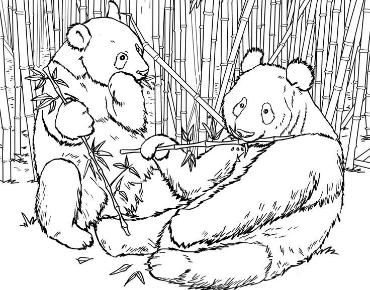 Panda coloring pages