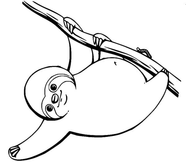 Sloth coloring pages