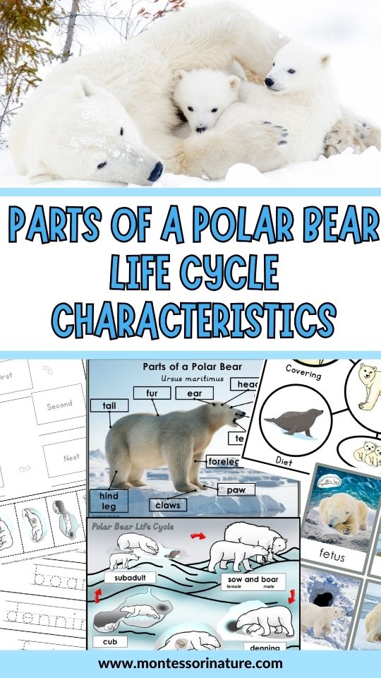 Polar bear life cycle and parts of a polar bear printable and learning activities