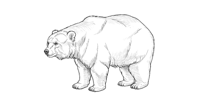 How to draw a bear envato tuts