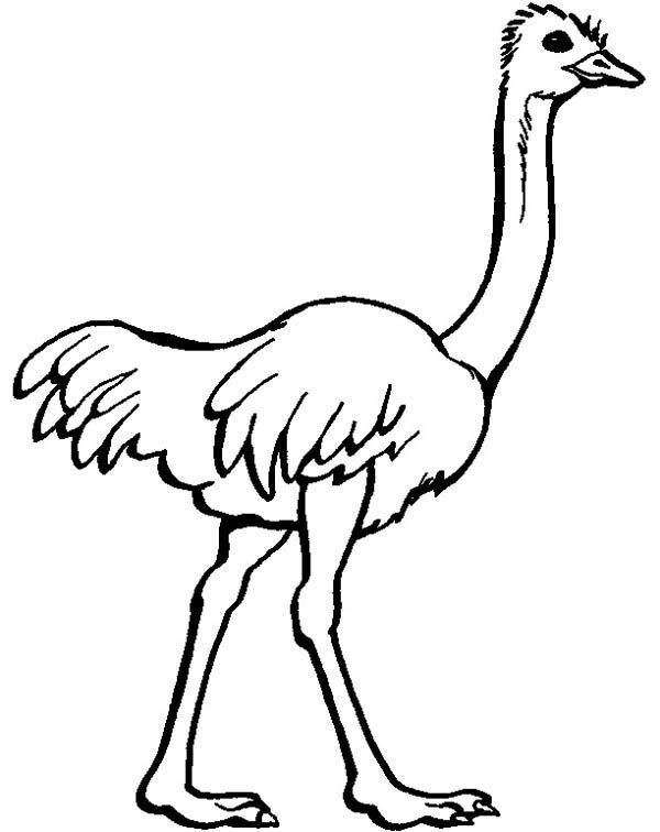 Ostrich colorg pages for kids zoo animal colorg pages animal colorg pages colorg pictures