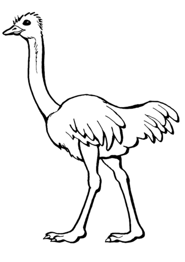 Coloring pages free printable ostrich coloring pages