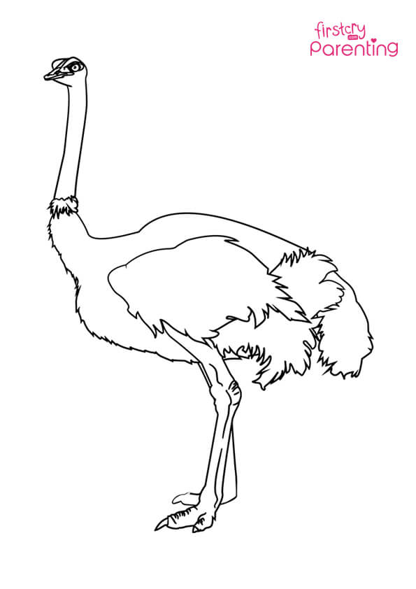 Easy printable ostrich coloring pages for kids