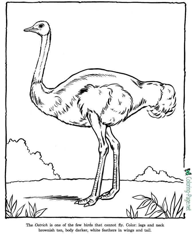 Ostrich coloring pages zoo