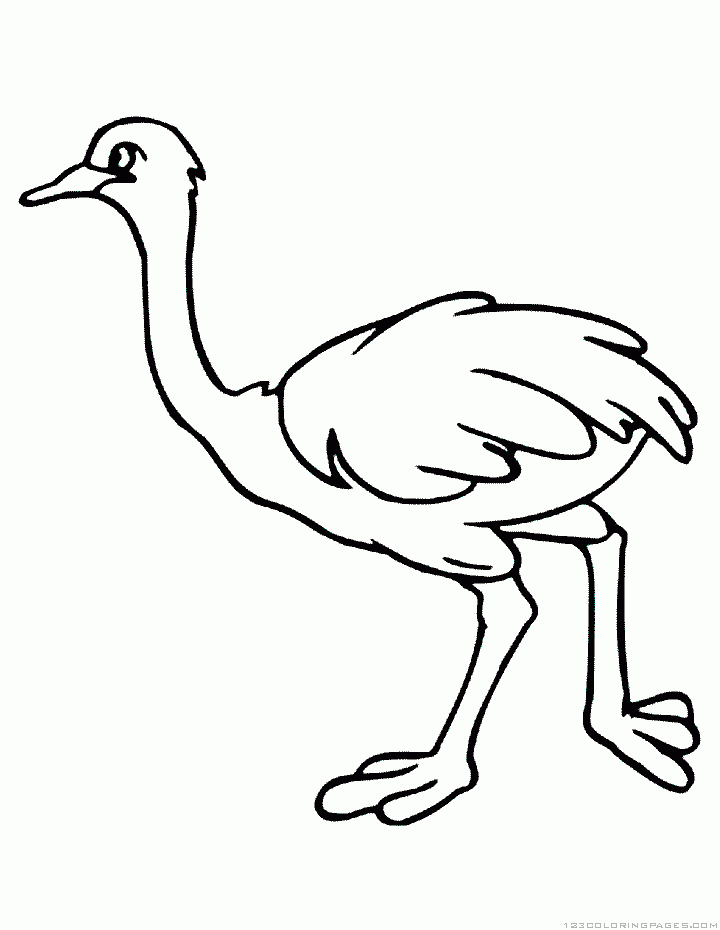 Ostrich coloring pages