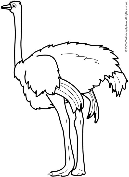 Ostrich coloring page audio stories for kids free coloring pages colouring printables