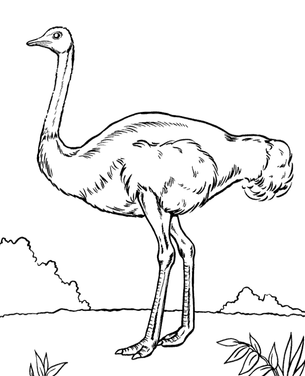 Printable ostrich coloring page for children