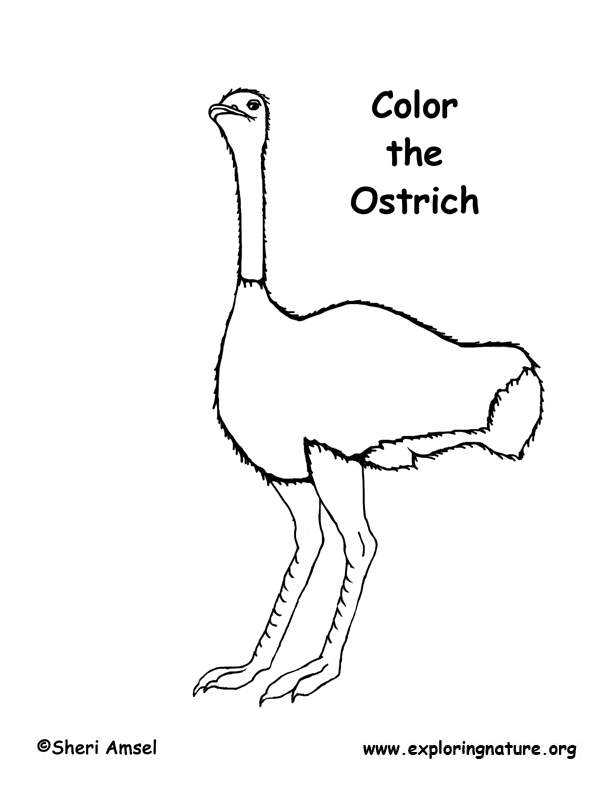 Ostrich coloring page