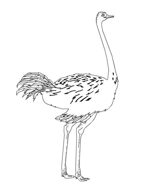 Ostrich coloring page for kids