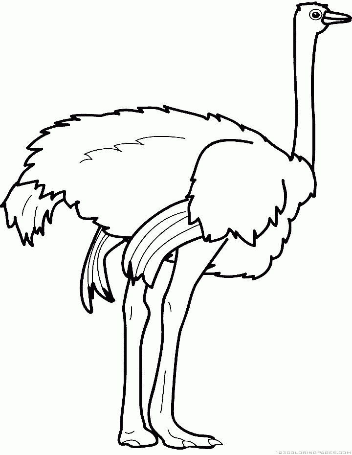 Ostrich coloring pages