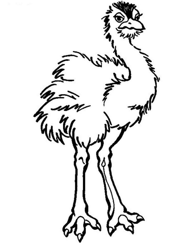 Free printable ostrich coloring pages for ks animal coloring pages coloring pages coloring pages for ks