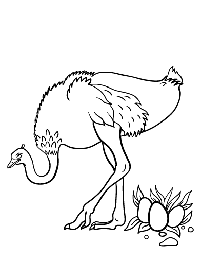 Free ostrich coloring page