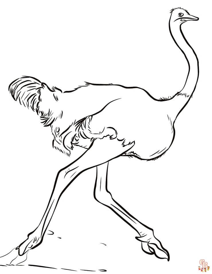 Ostrich coloring pages