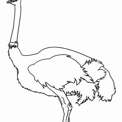 Ostrich my coloring book by rare bird books paperback book