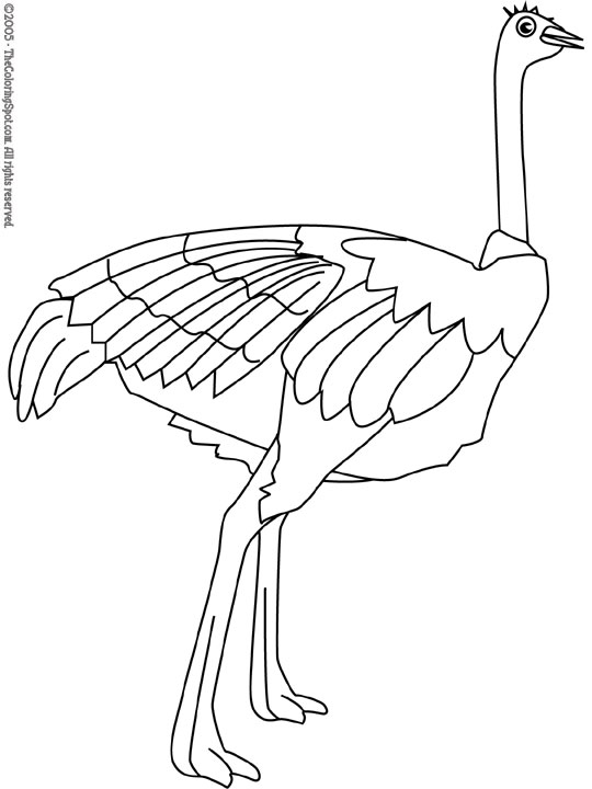 Ostrich coloring page audio stories for kids free coloring pages colouring printables