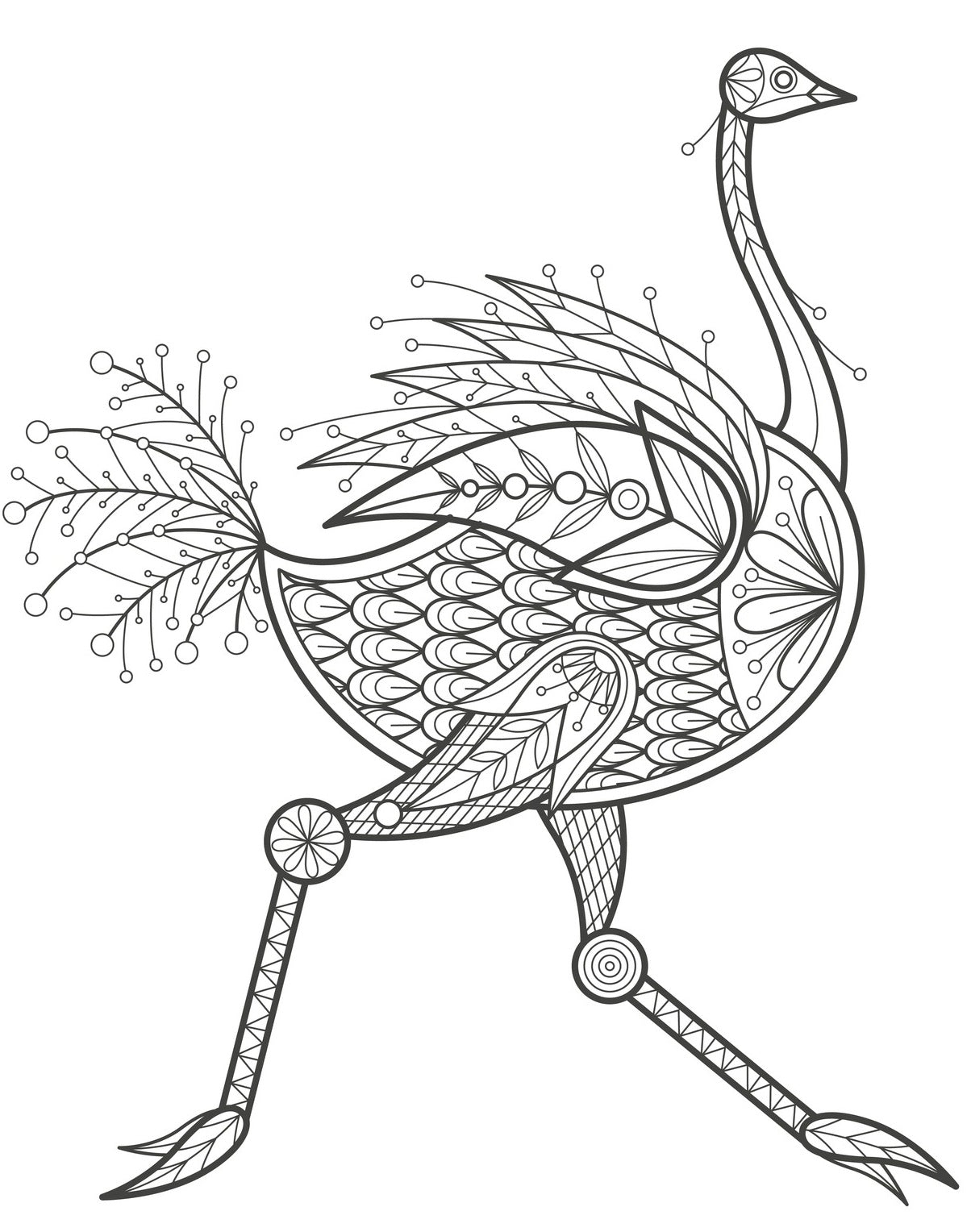 Ostrich coloring book