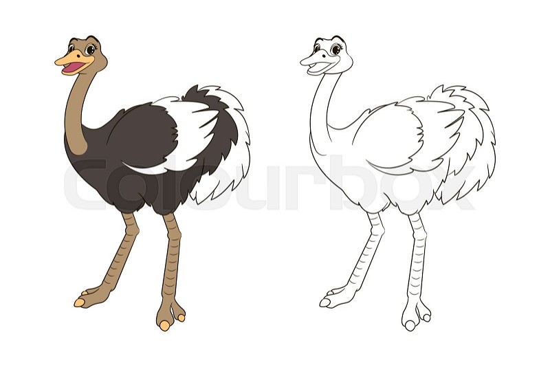 Long legged cute ostrich coloring book for kids vector isolated line art illustration cartoon style stock vector