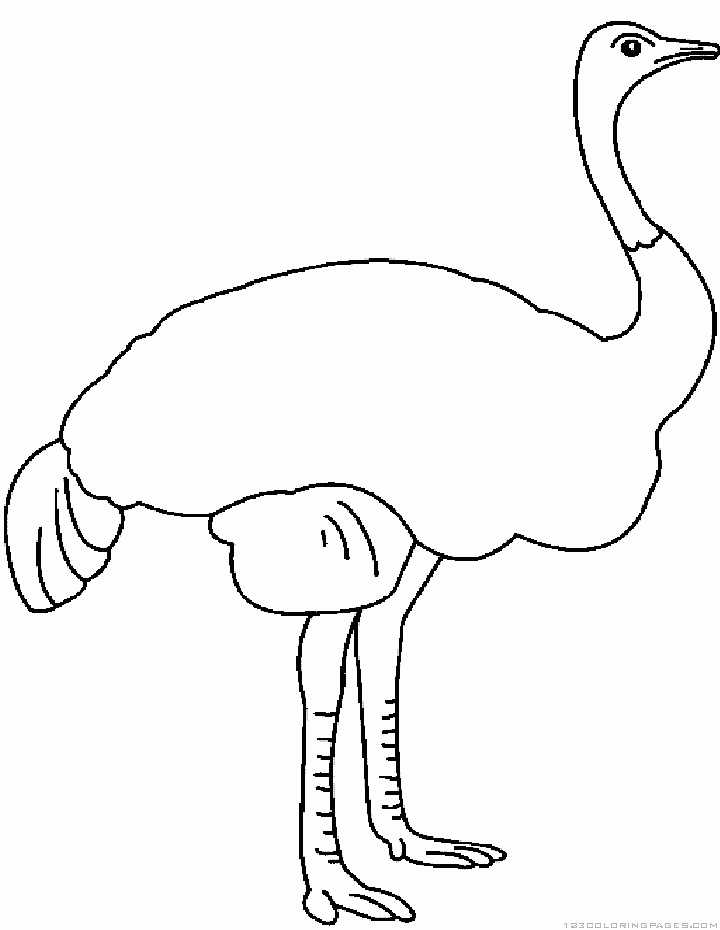 Ostrich coloring pages